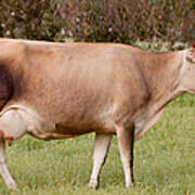 Jersey Cow In Pasture Art Print