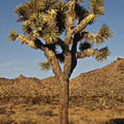 Joshua Tree Art Print