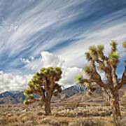 Joshua Trees In Desert Art Print