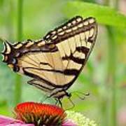 July Swallowtail Art Print