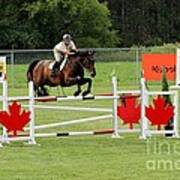 Jumping Canadian Fence Art Print