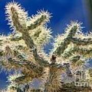 Jumping Cholla Art Print