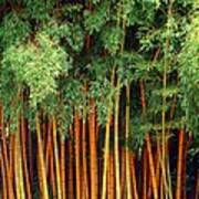 Just Bamboo Art Print