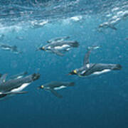 King Penguins Swimming Underwater Art Print