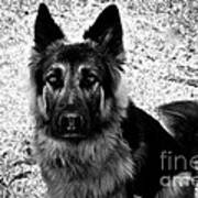 King Shepherd Dog - Monochrome Art Print