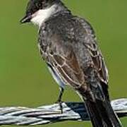 Kingbird On A Wire Art Print