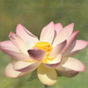 Kissed By The Sun - Lotus Flower Art Print