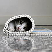Kitten Hidden In Rolled Up Carpet Art Print