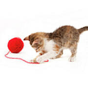 Kitten Playing With A Ball Of Red Wool Art Print