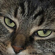 Kitty Cat Eyes Art Print
