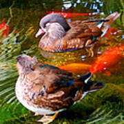 Koi Pond Ducks Art Print