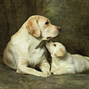 Labrador Dog Breed With Her Puppy Art Print