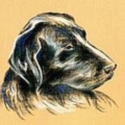 Labrador Retriever - Black Dog Pastel Drawing Art Print