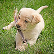 Labrador Retriever Puppy And Feather Art Print