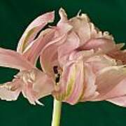 Lacey Tulip Art Print