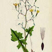 Lactuca Muralis Ivy-leaved Lettuce Art Print
