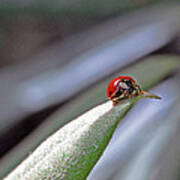 Ladybug On A Leaf Art Print