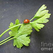 Ladybug On A Parsley Stalk 2 Art Print