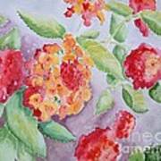 Lantana Art Print