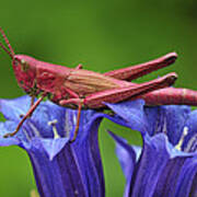 Large Gold Grasshopper Female Art Print