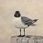 Laughing Gull Art Print