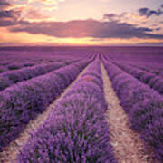 Lavender Field In Provence, France (plateau De Valensole) Art Print