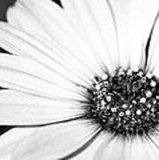 Lazy Daisy In Black And White Art Print