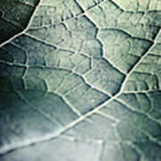Leaf Abstract Art Print