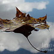 Leaf In Sky Art Print