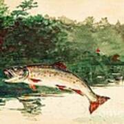 Leaping Trout Art Print