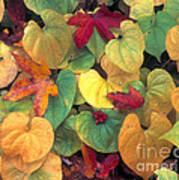 Leaves Great Smoky Mountains Art Print