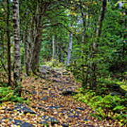 Leaves On Trail Art Print