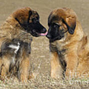 Leonberger Puppies Art Print