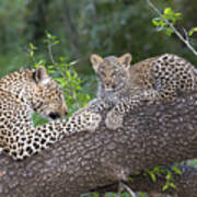 Leopard And Cub Masai Mara Kenya Art Print