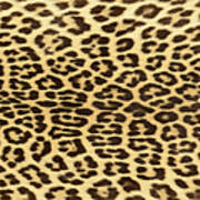 Leopard Hide Art Print