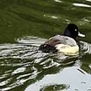 Lesser Scaup Art Print