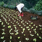 Lettuce Cultivation Art Print