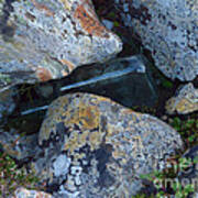 Lichen Rocks And Bottle Art Print