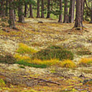 Lichens And Grasses On The Forest Floor Art Print