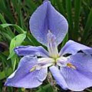 Light Blue Iris Flower Art Print