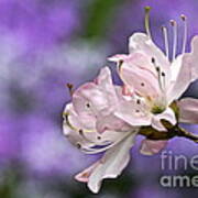 Light Pink Azalea Blossom With Lilac Bokeh Art Print