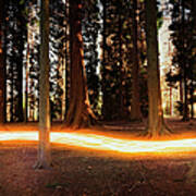 Light Trail Passing Around Trees Art Print
