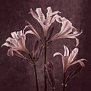 Lilies In Antiquity Art Print