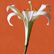 White  Lily Art Print