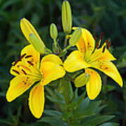 Lillies In Yellow Close-up Art Print