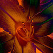Lily Colors Art Print