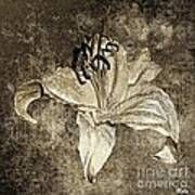 Lily Distresed White Sepia Art Print