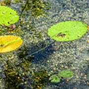 Lily Leafs On The Water Art Print