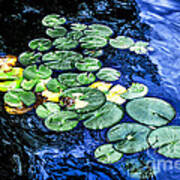 Lily Pads 2 Art Print