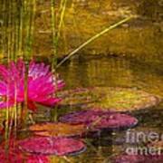 Lily Pond Art Print